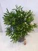 [Palmenlager] - XXL Oleander WEIß 120 cm - Busch - großer Produktbild-Vorschau 2