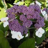 2 x  Hortensie  - Hydrangea aspera 'Sargentiana'  | 25-30 Produktbild-Vorschau 1