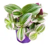 Exotická rostlina – třístupňová kvetoucí tradescantia Náhled obrázku produktu 2