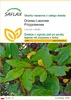 SAFLAX - Drzewo Laurowe Przyprawowe - 6 Nasiona - Laurus Podgląd zdjęcia produktu 1