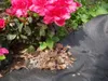 A close-up of pink azalea flowers and dark green leaves, with bark mulch scattered on black landscape fabric. Produktbild-Vorschau