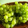 Winorośl Iza Zaliwska 2L Podgląd zdjęcia produktu 4