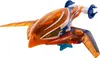 Masters of the Universe Animated Deluxe Talon Fighter Anteprima dell’immagine prodotto 6