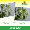 Jungle Glow 3in1 Blattpflege für Zimmerpflanzen, Palmen & Produktbild-Vorschau 6