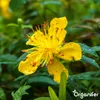 A close-up of a yellow flower with water droplets on its petals, surrounded by green leaves. Náhľad obrázku produktu