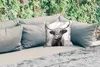 MuchoWow® Outdoor Kissen - Tiere - Schottisches Produktbild-Vorschau 2