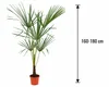 Chinesische Hanfpalme 160–180 cm Trachycarpus fortunei Produktbild-Vorschau 5