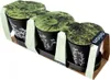 Orion vaso per erbe aromatiche Vaso per piante aromatiche Anteprima dell’immagine prodotto 6