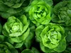 Salát Queen Of May Raný pevný salát Semena 2G Máslový salát Náhled obrázku produktu 15
