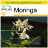 SAFLAX - Zestaw do uprawy - Moringa - 10 Nasiona - Z mini Podgląd zdjęcia produktu 10