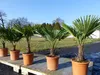 Hanfpalme "M" Palme Trachycarpus fortunei winterhart, Produktbild-Vorschau 1
