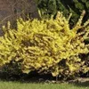 Forsythia hybr. 'Maree d'or'® ('courtasol'®) - Produktbild-Vorschau 2
