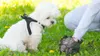 Hundekotbeutel-Etui + Beutel Produktbild-Vorschau 9