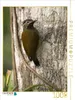 CALVENDO Puzzle Gelbbauch Specht (Veniliornis dignus) | Produktbild-Vorschau 2