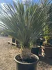 Yucca Rostrata ca.120cm Winterhart bis -19 Grad  blaue Produktbild-Vorschau 5