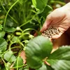 Erdbeer-Dünger 0,75 l - Hochwertig - Nährstoffreich - Für Produktbild-Vorschau 5