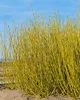 Cornus sericea 'Flaviramea', dereń żółty, 80-100 cm Podgląd zdjęcia produktu 1