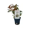Ludwigia glandulosa im Topf roter Stern   Wasserpflanze Produktbild-Vorschau 4