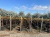Sunny Tree - Eucalyptus gunnii 'Azura' auf Stamm - Produktbild-Vorschau 6