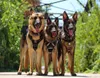 Imbracatura tattica per cani Unyqoos® X-Destroyer – Anteprima dell’immagine prodotto 8