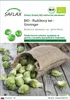 SAFLAX - BIO - Ružičkový kel - Groninger - Brassica Náhľad obrázku produktu 1