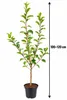 Apfelbaum 'Cox Orange' 100–120 cm – *Malus domestica* Náhľad obrázku produktu 5