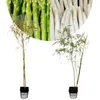Set van 2 aspergesplanten (Asparagus officinalis) – Productafbeelding-voorbeeld 1