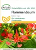Artikelbild 1 von 'Flammenbaum' aus der Kategorie Exotische Samen Náhľad obrázku produktu