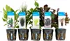 Bloomique - Set de 5 - Plantes d'aquarium véritables - Voir les images du produit 1