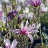 Bakker.com - Tulpen-Magnolie, Der topf / 2L / Lieferhöhe Produktbild-Vorschau 6