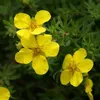 2 x  Fingerstrauch'Elisabeth' - Potentilla fruticosa Produktbild-Vorschau 2