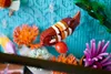 LEGO ICONS 10366 Tropisches Aquarium Produktbild-Vorschau 14