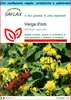 SAFLAX Set regalo - Verga d'oro  - 100 semi - Solidago Anteprima dell’immagine prodotto 1