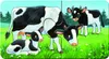 Tierfamilien auf dem Bauernhof Ravensburger 05072 Produktbild-Vorschau 18