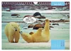 Lustige Eisbären (Wandkalender 2027 DIN A4 quer), CALVENDO Produktbild-Vorschau 7