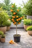 Citrus unshiu – drzewko mandarynkowe Satsuma, 130–160 cm – Podgląd zdjęcia produktu 1