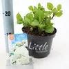 Hydrangea macr. 'Little White' ® (Little XS) – hortenzie | Náhľad obrázku produktu 2