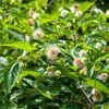 A close-up view of a plant with green leaves and spherical white flowers, some of which have a bee on them. Produktbild-Vorschau