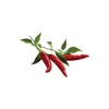Piment EMSA Click & Grow Voir les images du produit 1