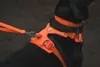 Ruffwear Front Range™ Hundegeschirr Produktbild-Vorschau 7