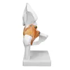 Model kości biodrowej, model stawu biodrowego, model kości, Podgląd zdjęcia produktu 4