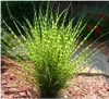 Stauden Gänge 1 x Miscanthus sinensis 'Zebrinus' im 1 Liter Produktbild-Vorschau 8