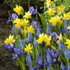 Mischung aus 100 - 6 Monate alten Blumen - Farbmischung - Produktbild-Vorschau 6
