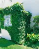 Hedera helix 'Little Diamond', Efeu, grün-weiß, ca. 9x9 cm Produktbild-Vorschau 5