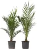 Daktylowiec kanaryjski - 2 szt - Phoenix canariensis - Podgląd zdjęcia produktu 1