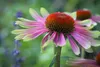 Stauden Gänge 1 x Echinacea purpurea 'Green Twister' - Bunt Produktbild-Vorschau 7