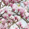 Magnólia - Magnolia soulangiana | 40-60 cm v kontajneri Náhľad obrázku produktu 1