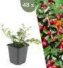 Plants by Frank | 48 Zwergmispel Pflanzen | Cotoneaster Produktbild-Vorschau 1