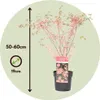 Érable du Japon - Set de 2 - Acer palmatum 'Taylor' - Voir les images du produit 2
