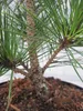 Pinus thunbergii Corticosa - Japanische Korkrinden Produktbild-Vorschau 2